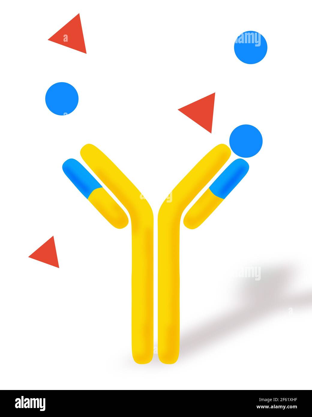 Monoclonal hi-res stock photography and images - Alamy