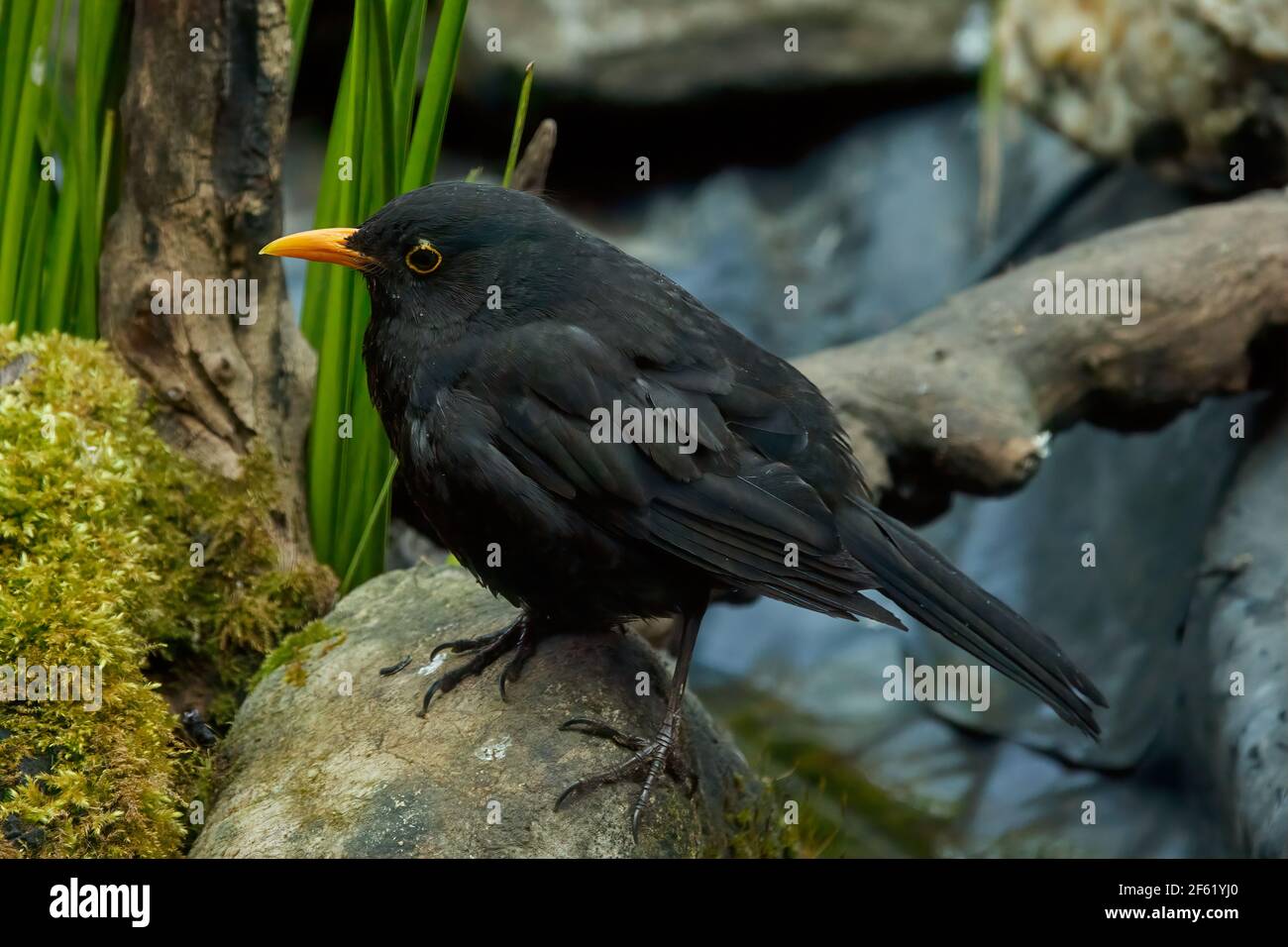 The common blackbird (Turdus merula) is a species of true thrush. It is also called the Eurasian blackbird (especially in North America, to distinguis Stock Photo