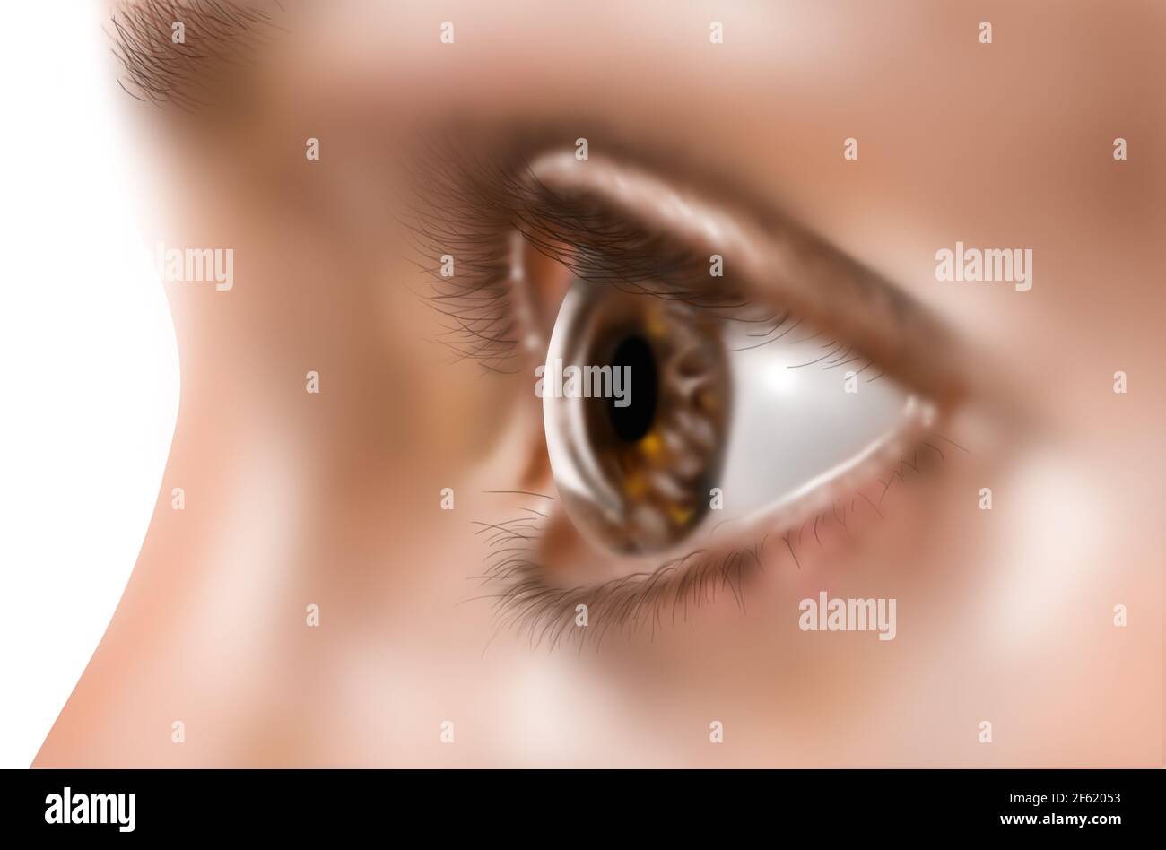 Profile of a woman's eye Stock Photo