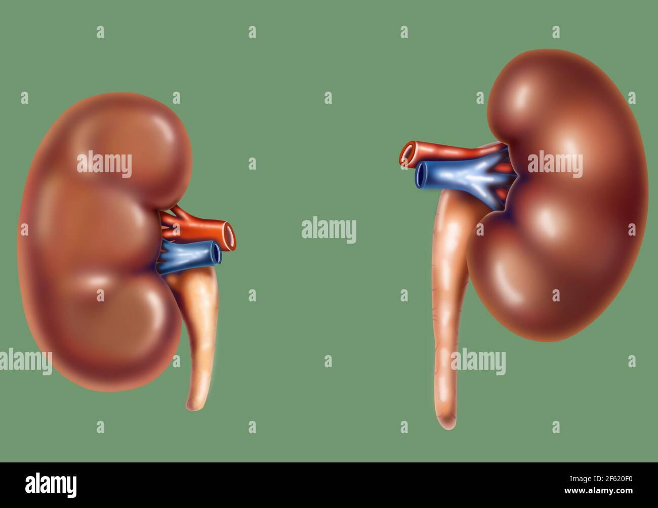 Kidneys Stock Photo