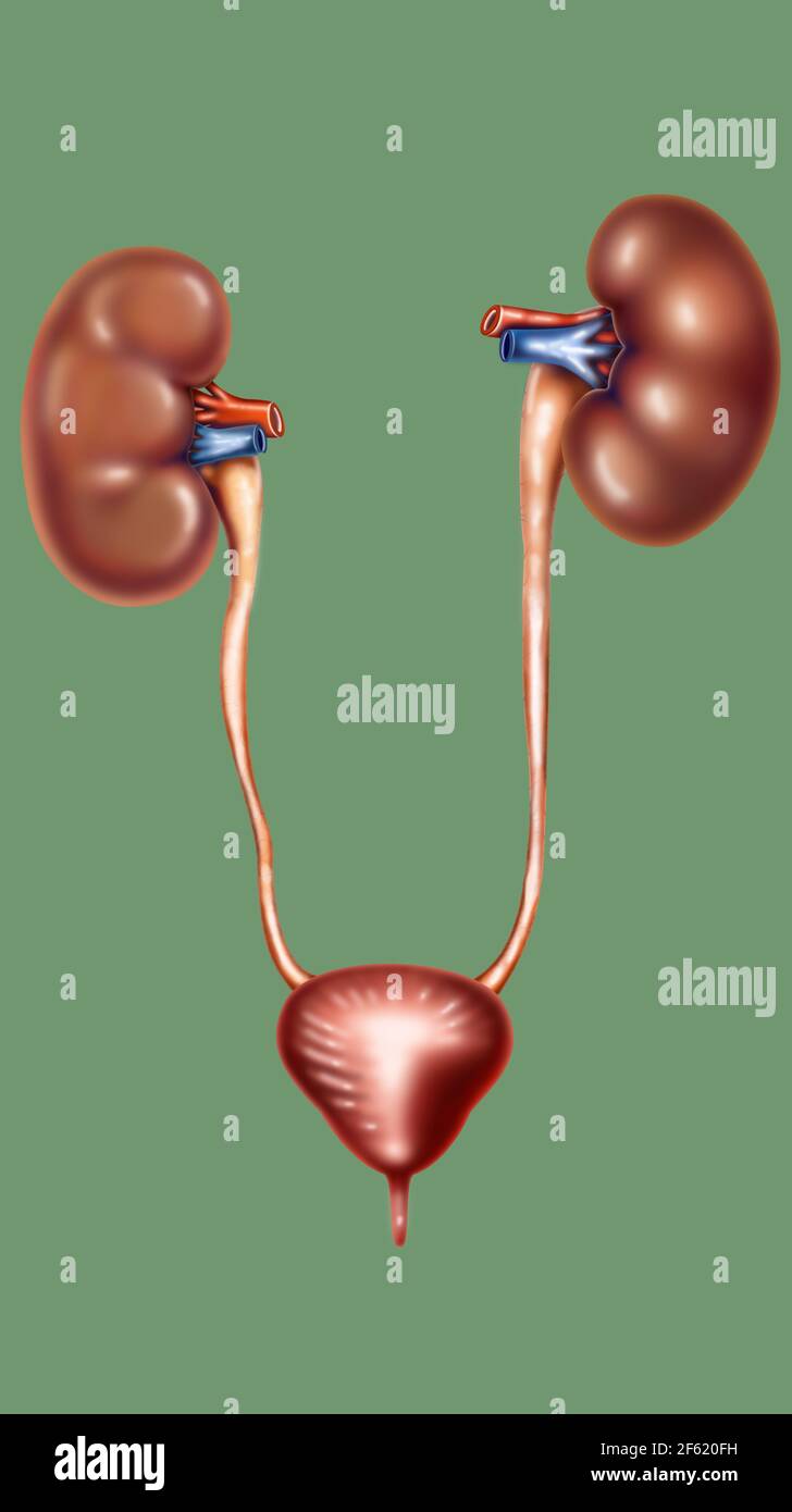 The Urinary System Stock Photo Alamy