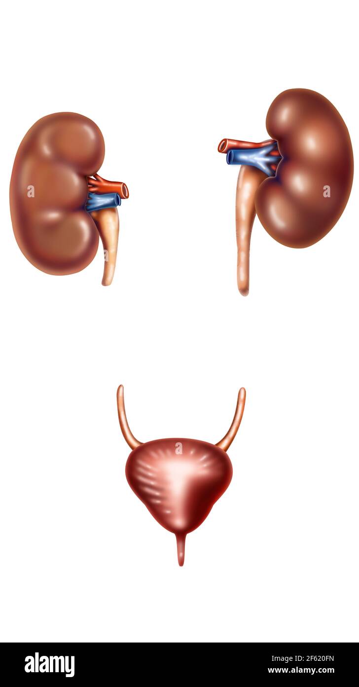 The Urinary System Stock Photo Alamy