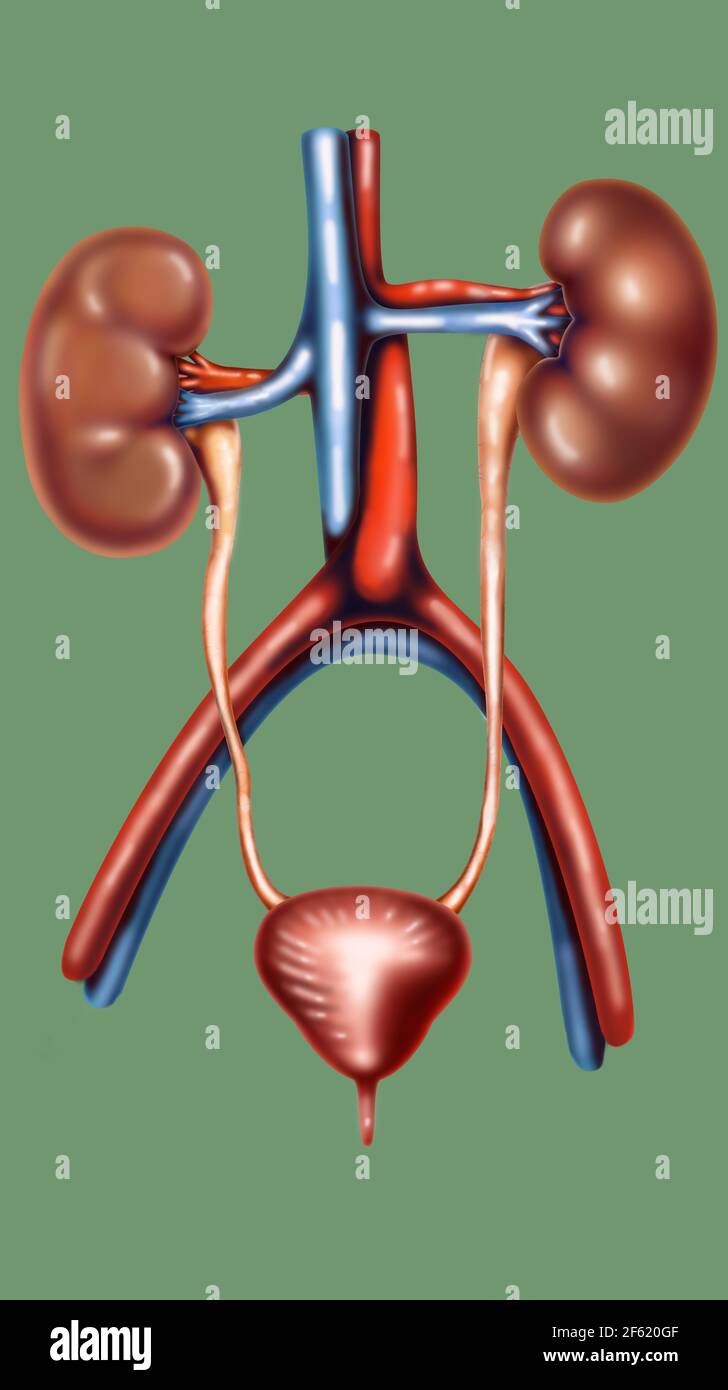 The Urinary System Stock Photo