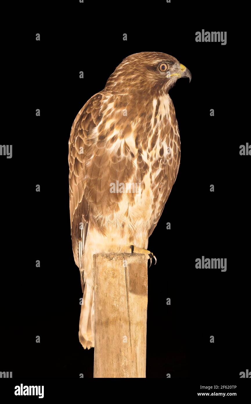 Águia-de-asa-redonda, conhecido pelos nomes comuns de Águia-de-asa-redonda;  Bútio-comum ou Minhoto (nos Açores é conhecido por Milhafre ou Queimado  Stock Photo - Alamy, image size:865x1390