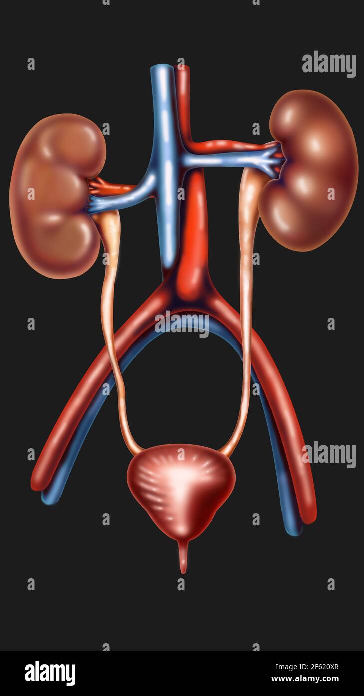The Urinary System Stock Photo - Alamy