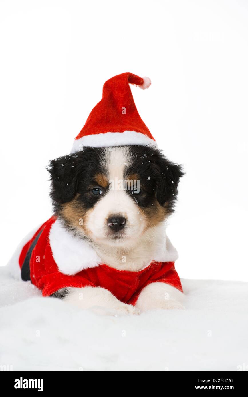 Australian shepherd puppy with santa costume Stock Photo