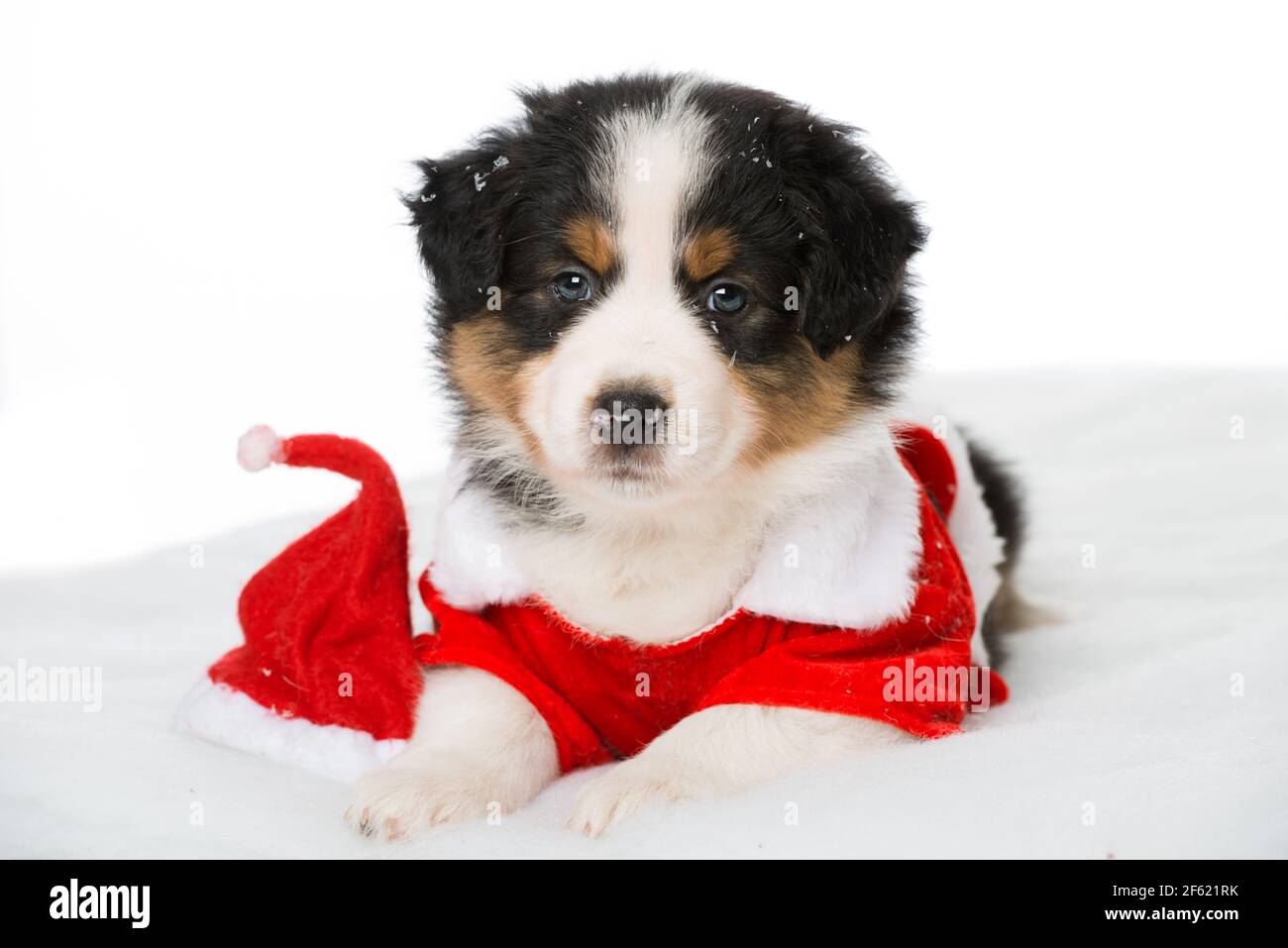 Australian shepherd puppy with santa costume Stock Photo