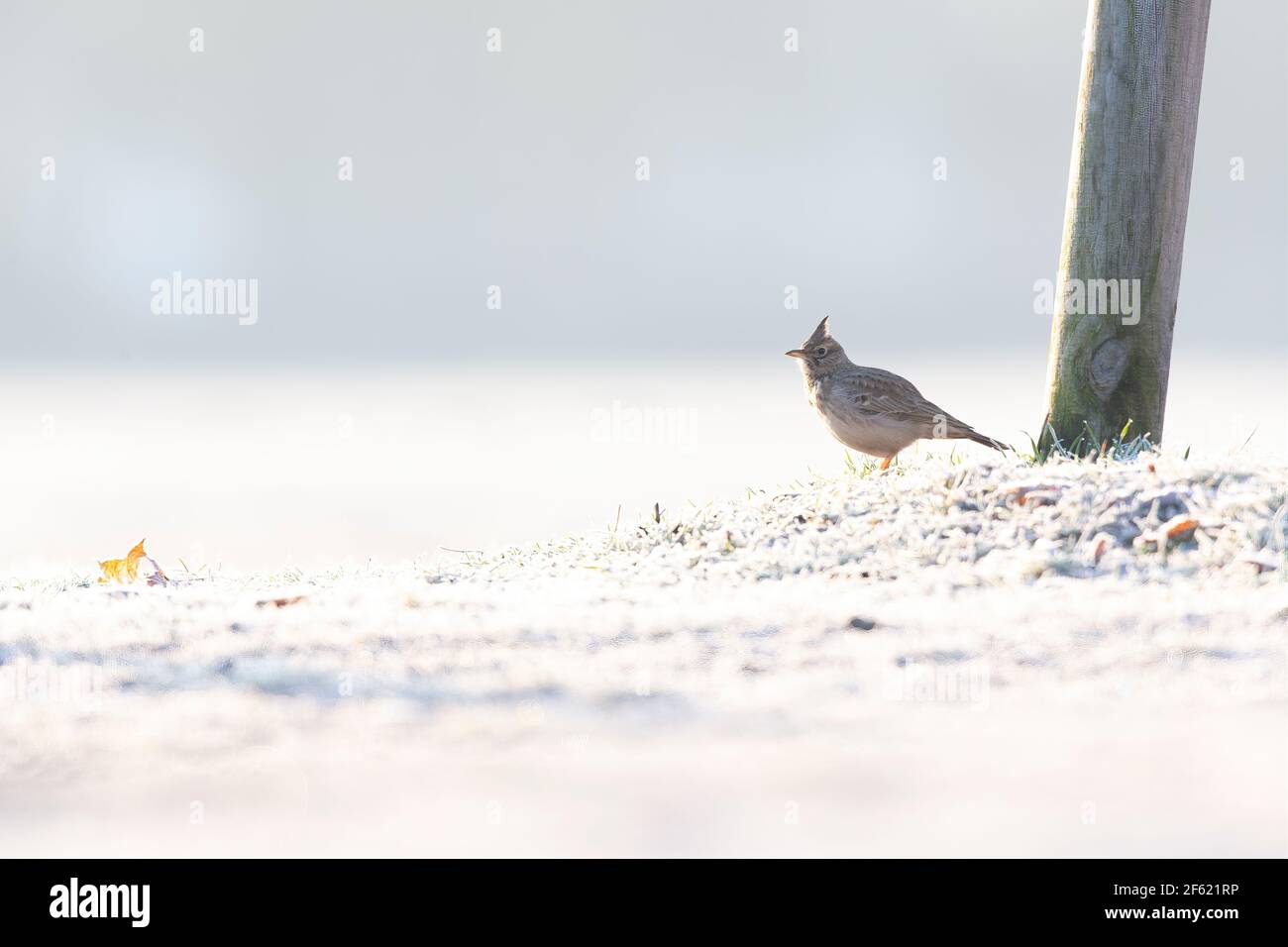 A crested lark (Galerida cristata) foraging in a frozen meadow in the morning light Stock Photo
