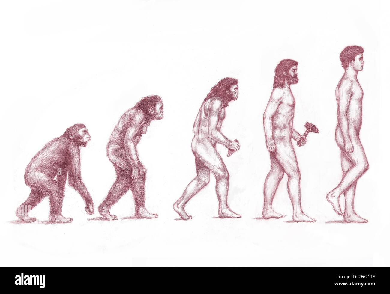 Эволюция видна. Эволюция человека. Ступени эволюции человека. Эволюционирование человека. Этапы развития человека.