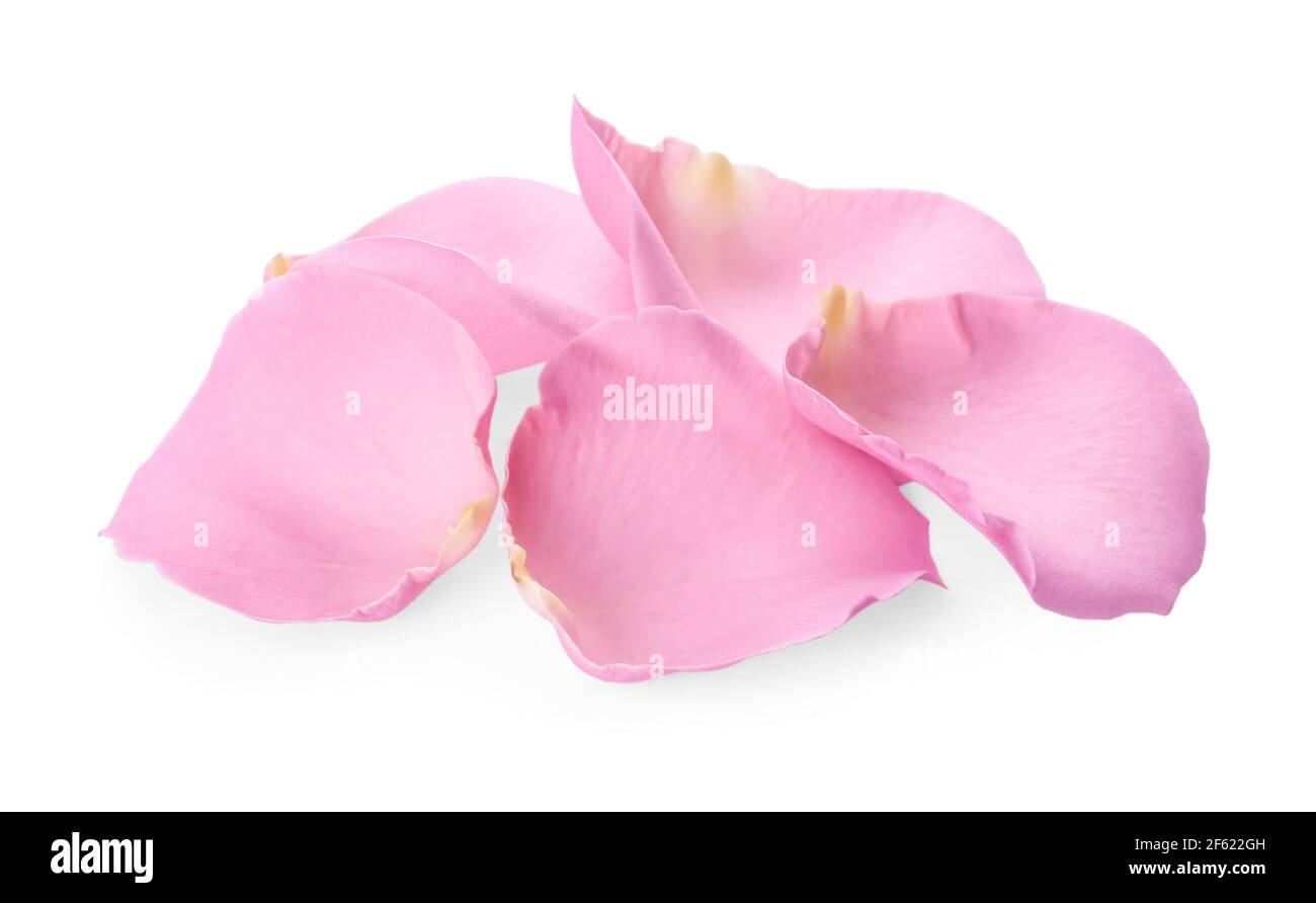 Beautiful pink rose petals on white background Stock Photo - Alamy