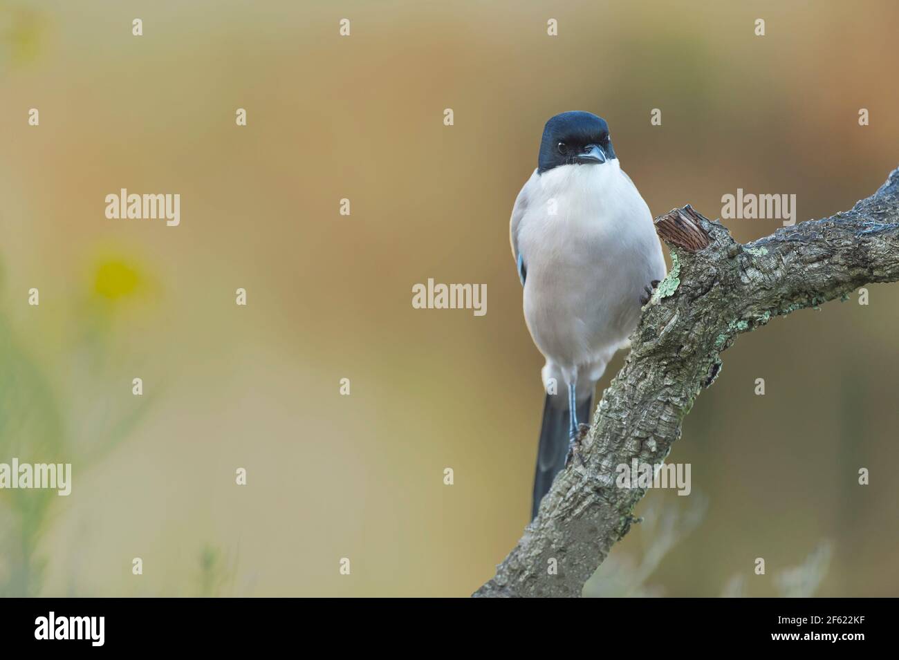 Cyanopica cyanus Stock Photo