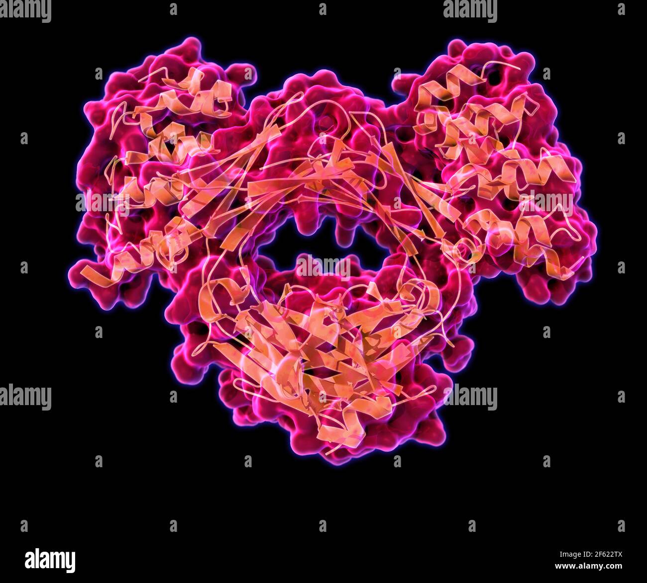 Immunoglobulin E, antibody Stock Photo