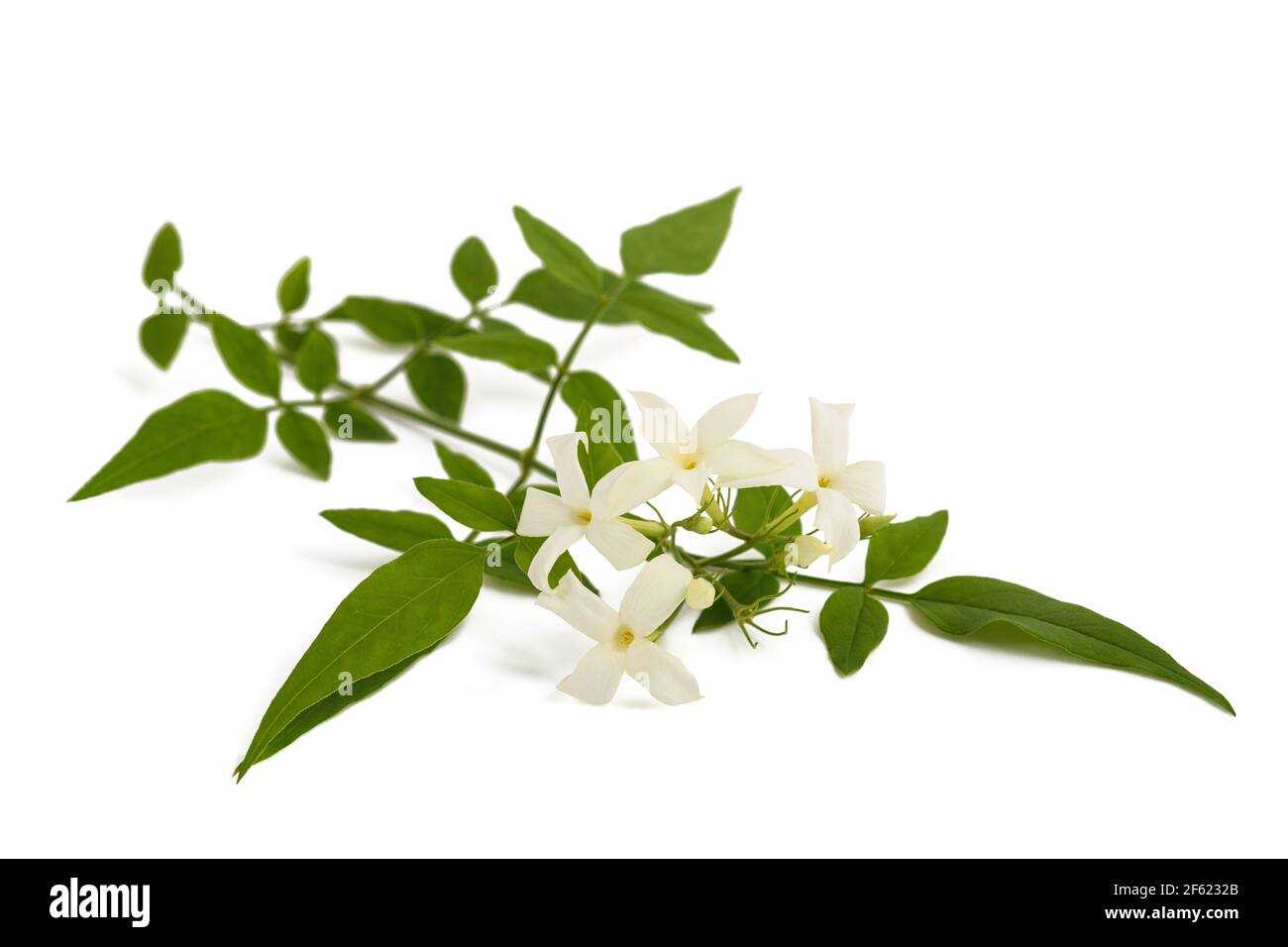 Jasmine plant with flowers isolated on white background Stock Photo