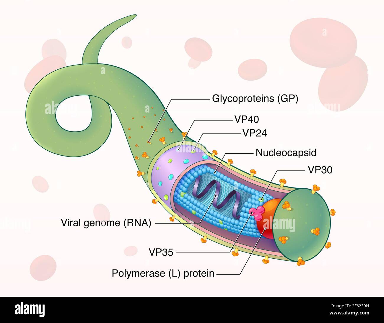 Virus Marburg Estructura