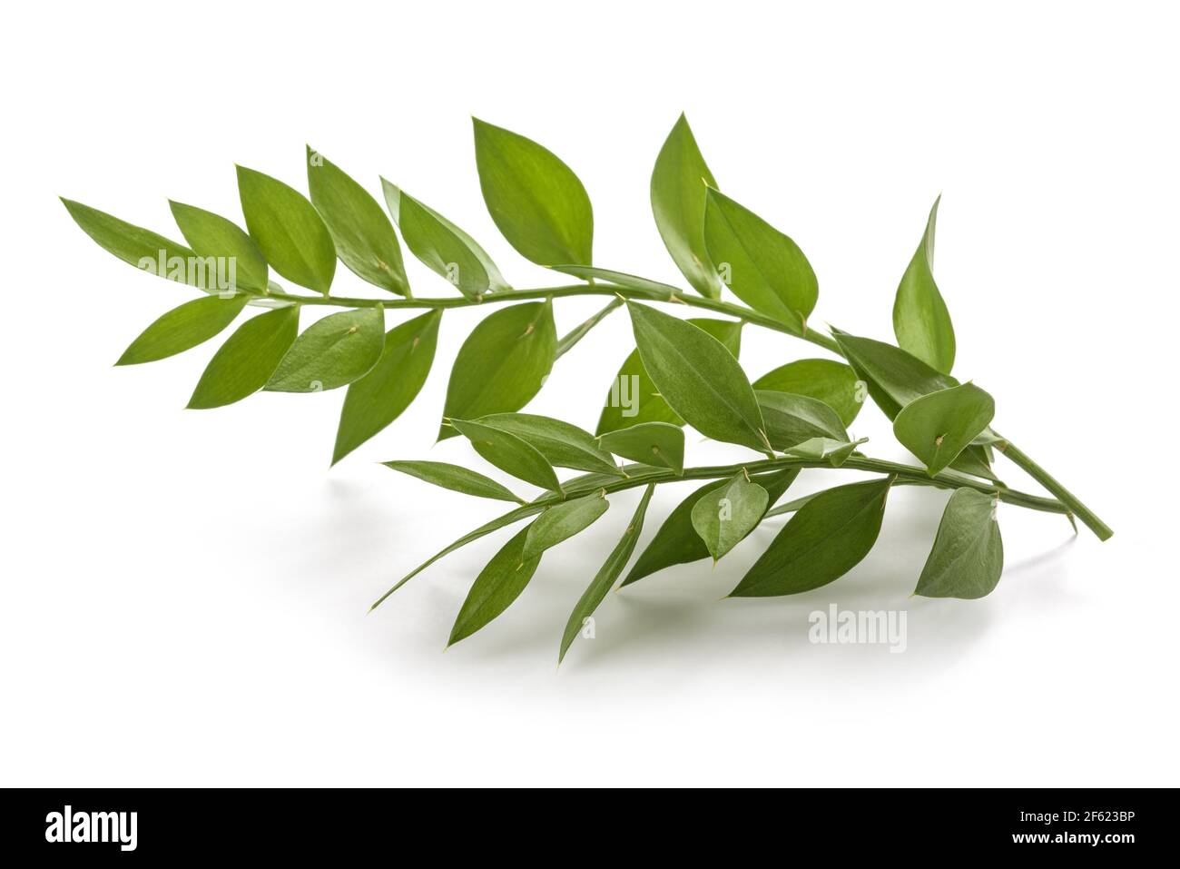 Butcher's-broom branch isolated on white background Stock Photo