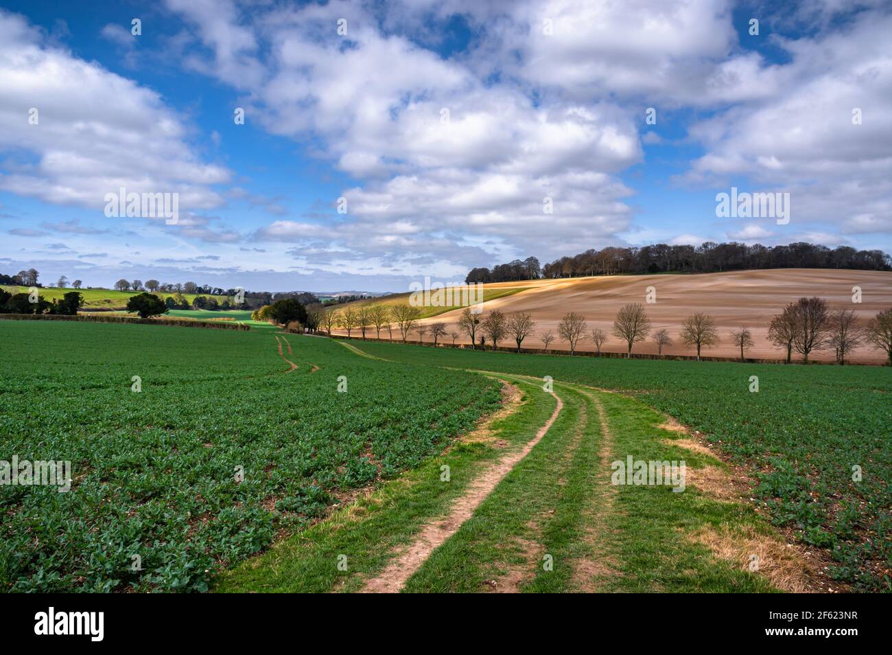 Field path through fields in spring hi-res stock photography and images ...