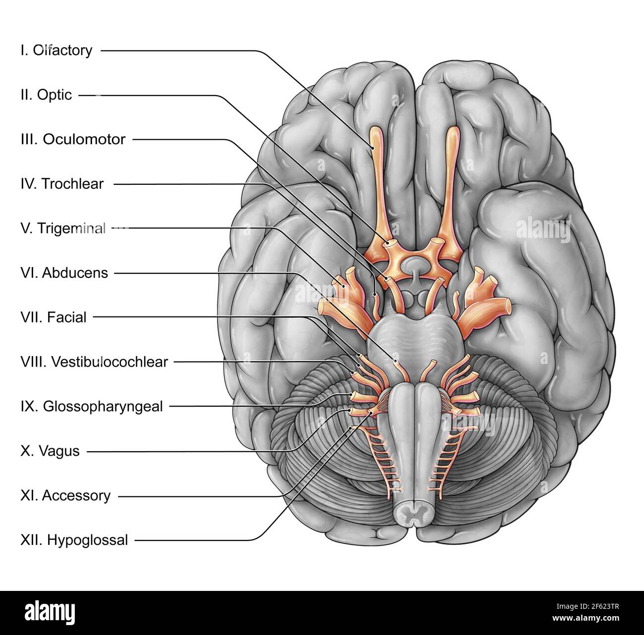 Cranial Nerves, Illustration Stock Photo