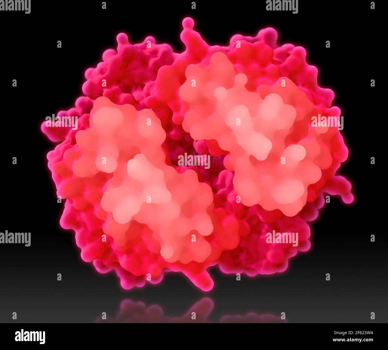 Hemoglobin, Molecular Model Stock Photo