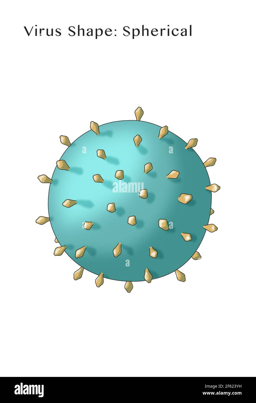 Virus Shape, Enveloped, Illustration Stock Photo Alamy