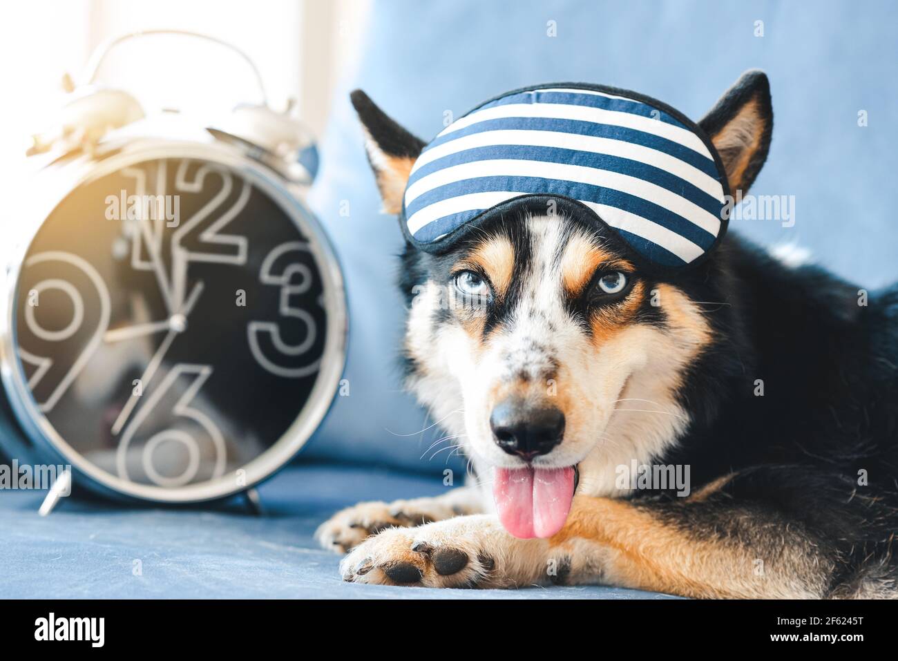 Dog alarm clock hi-res stock photography and images - Page 6 - Alamy
