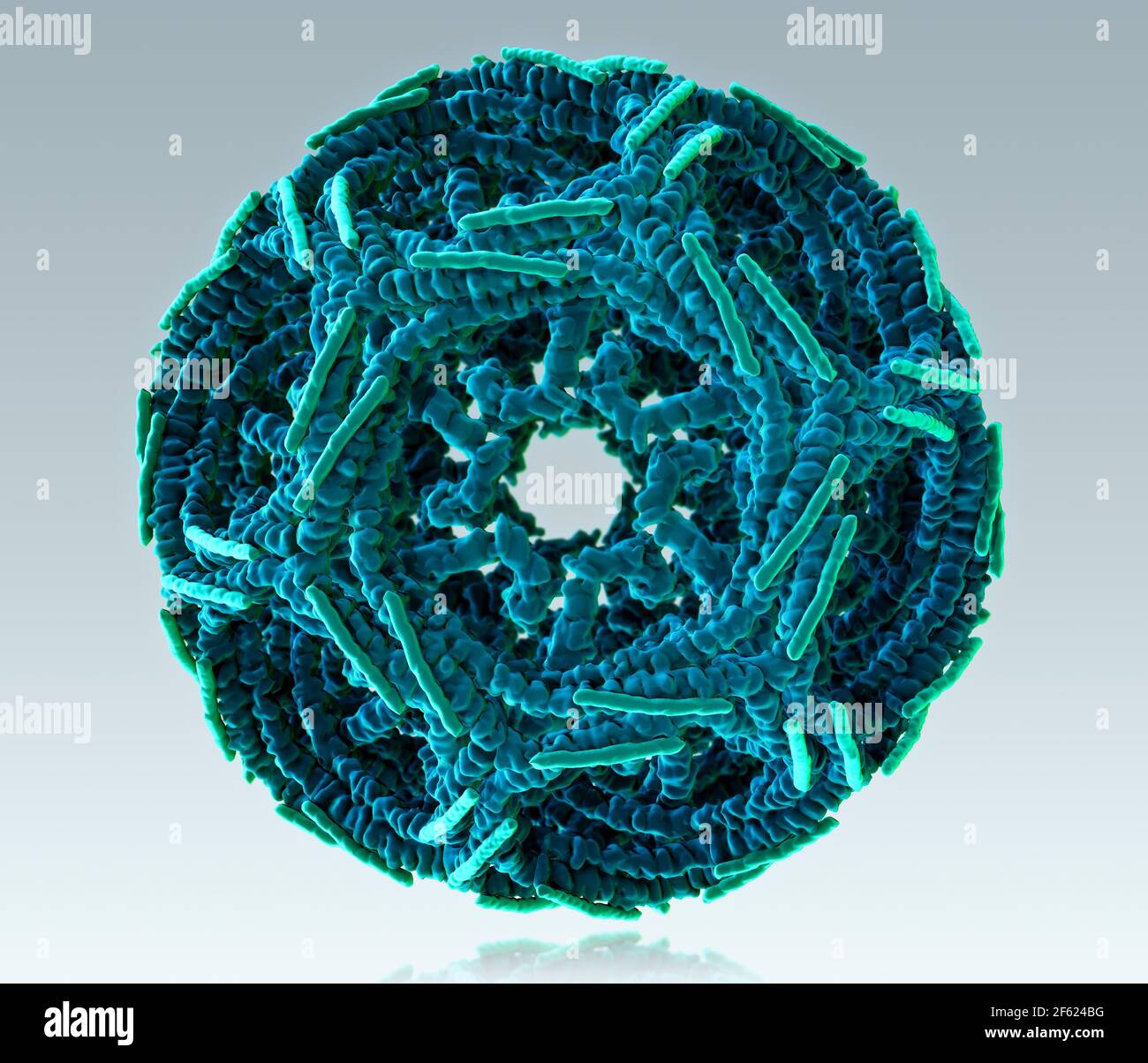 Clathrin Cage, Molecular Model Stock Photo