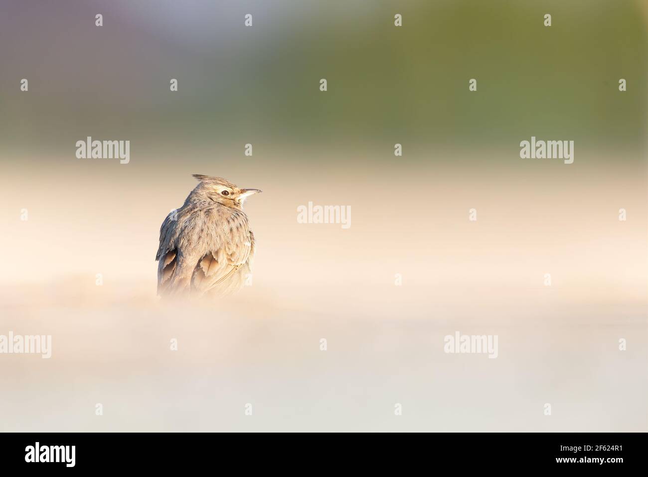 A crested lark (Galerida cristata) foraging in a frozen meadow in the morning light Stock Photo