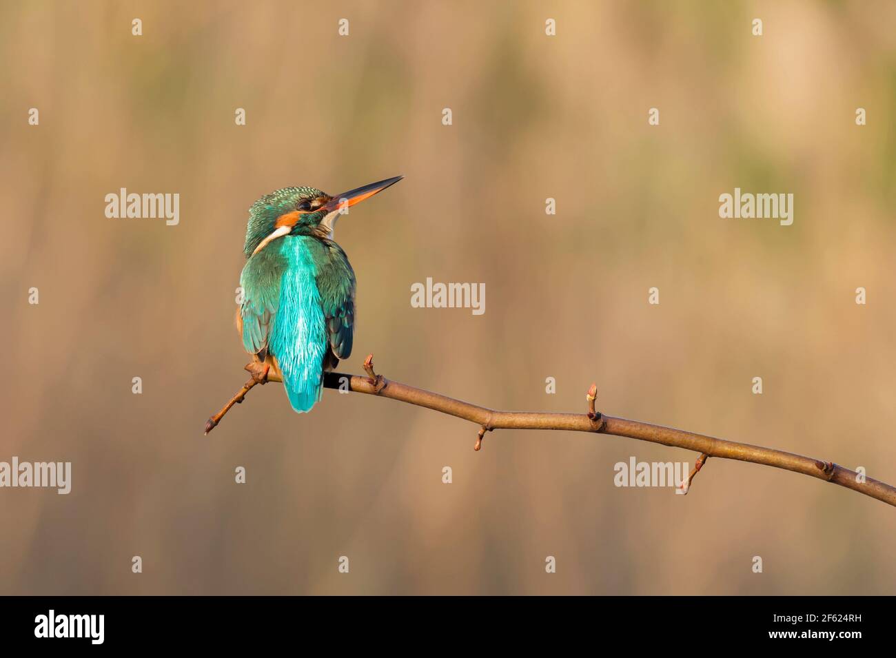 Alcedo atthis Kingfisher Stock Photo