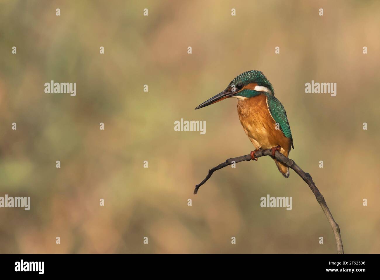 Margens de rios hi-res stock photography and images - Alamy