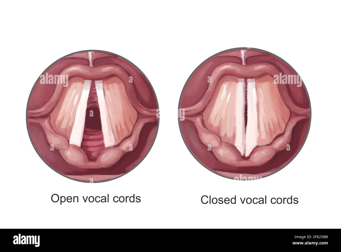Open and Closed Vocal Chords, Illustration Stock Photo