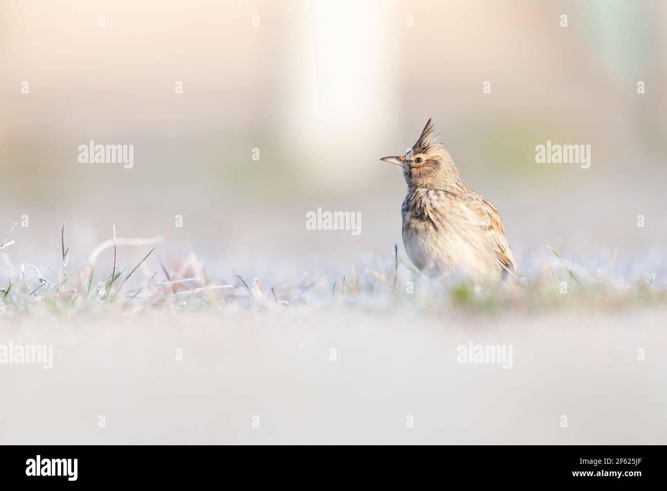 A crested lark (Galerida cristata) foraging in a frozen meadow in the morning light. Stock Photo