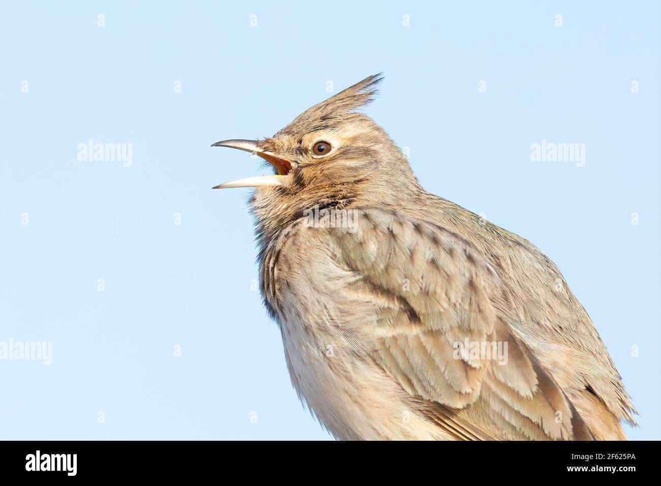 A portrait of a crested lark(Galerida cristata) singing in front of a blue sky. Stock Photo