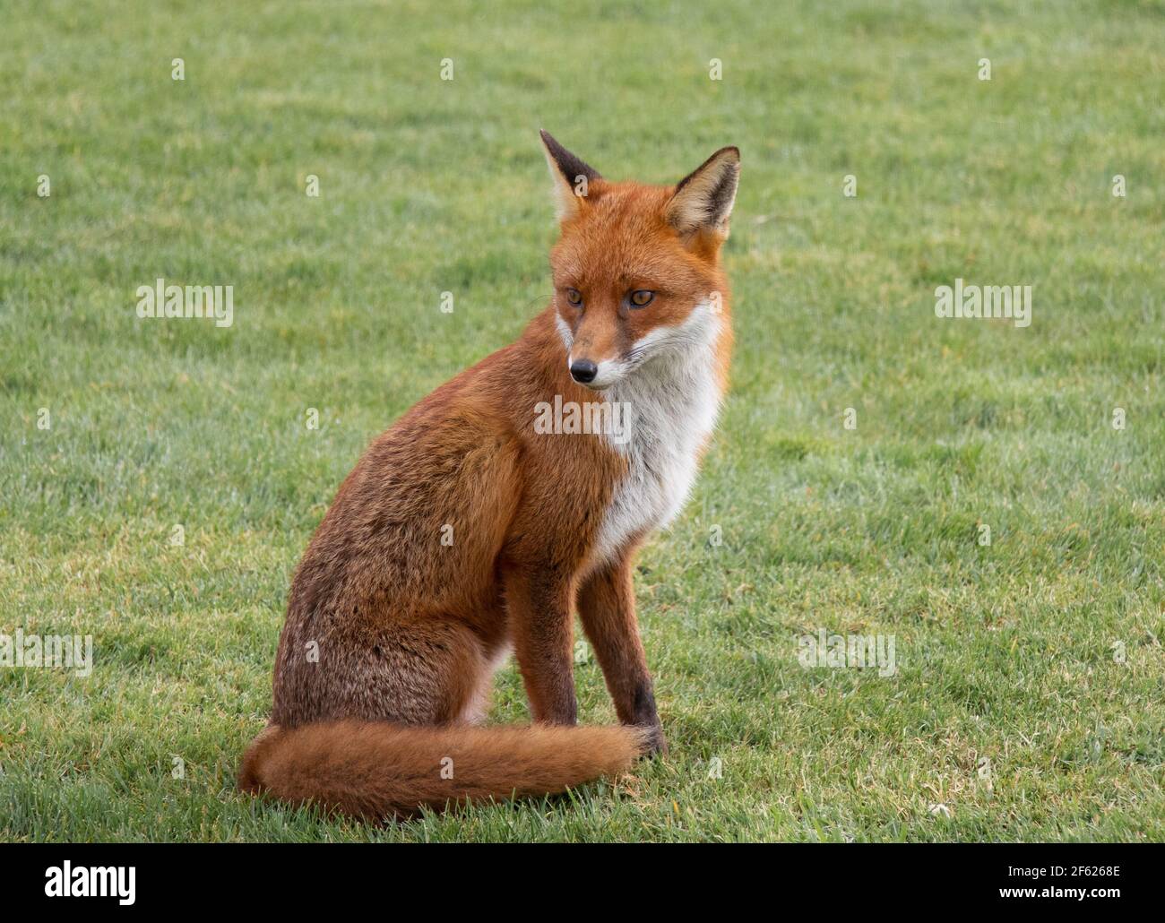 Red Fox Stock Photo