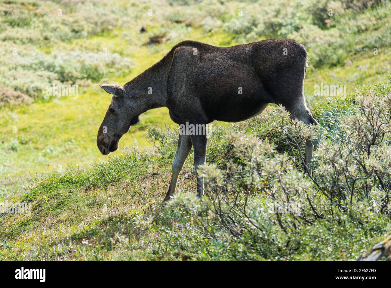 Female moose in Swedish countryside Stock Photo