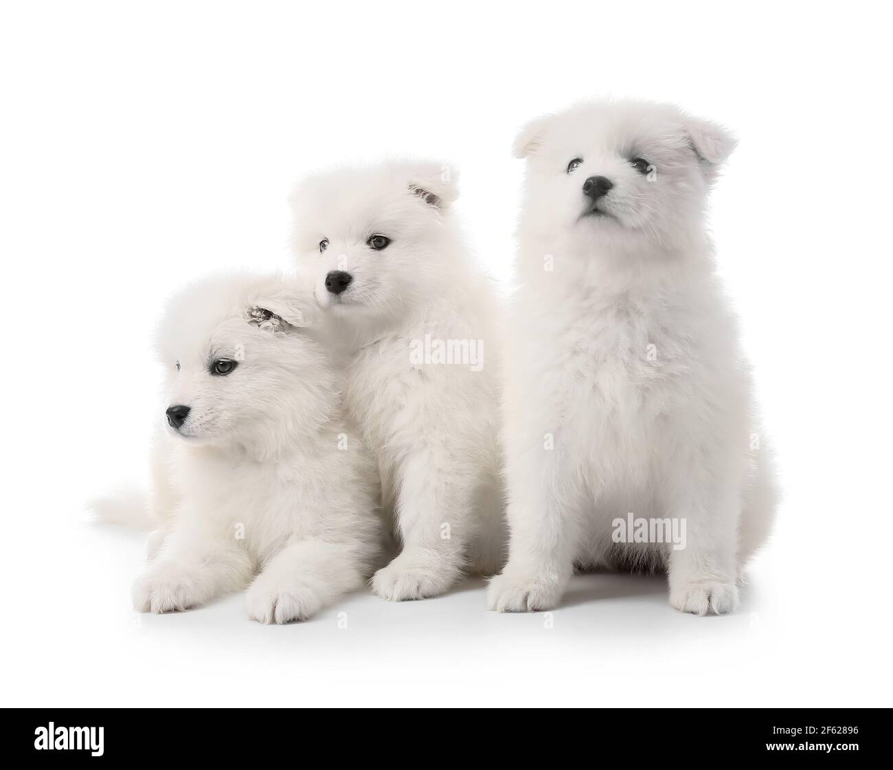 Cute Samoyed puppies on white background Stock Photo - Alamy
