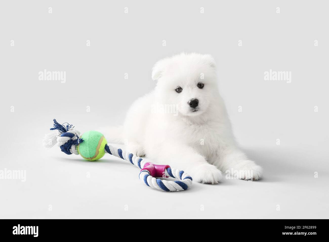 toy samoyed dog