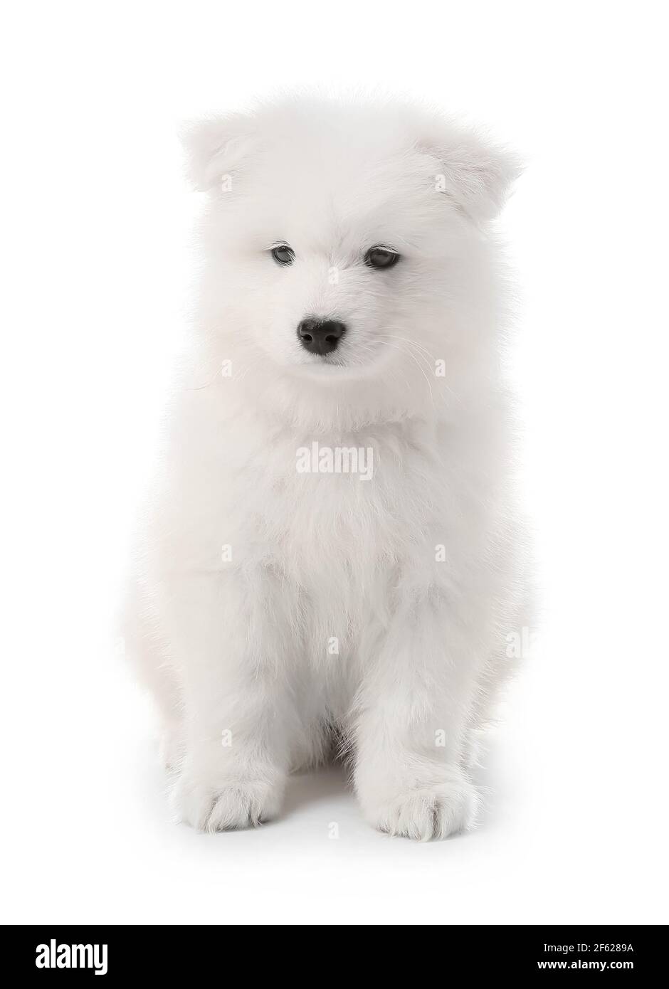 Cute Samoyed puppy on white background Stock Photo - Alamy