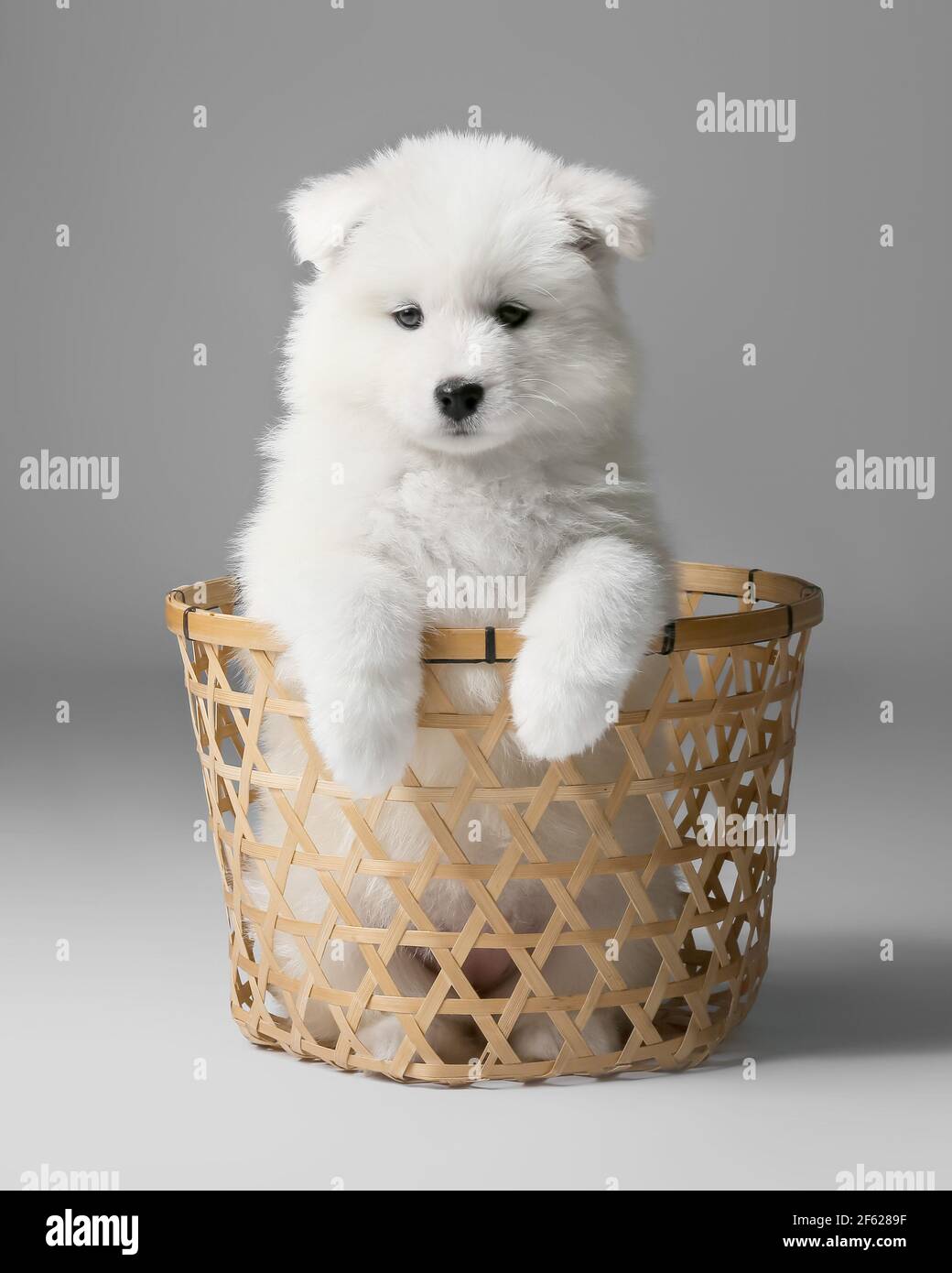 Adorable samoyed hot sale