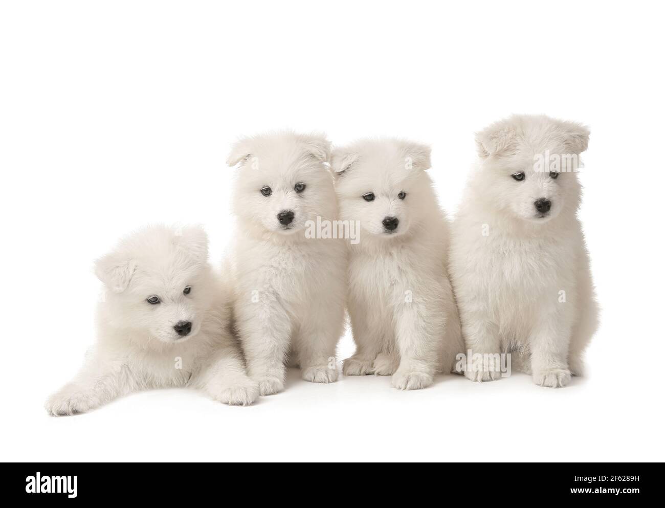 Cute Samoyed puppies on white background Stock Photo - Alamy