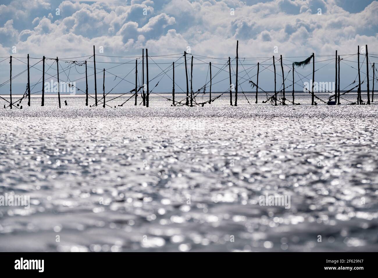 A wooden network of poles holding fishing nets in the Solway Firth at low tide, Dumfries and Galloway, Scotland. Stock Photo