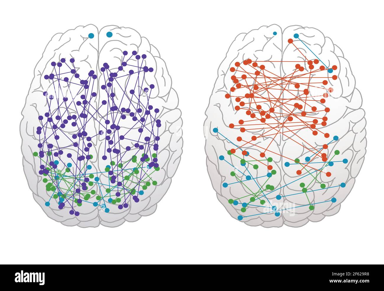 Male & Female Brain Connections Stock Photo