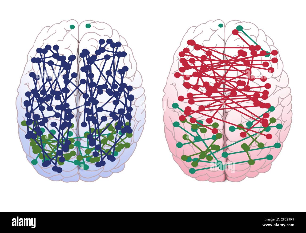 Male & Female Brain Connections Stock Photo Alamy