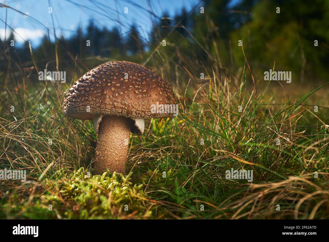 Edible mushrooms with excellent taste, Amanita rubescens Stock Photo