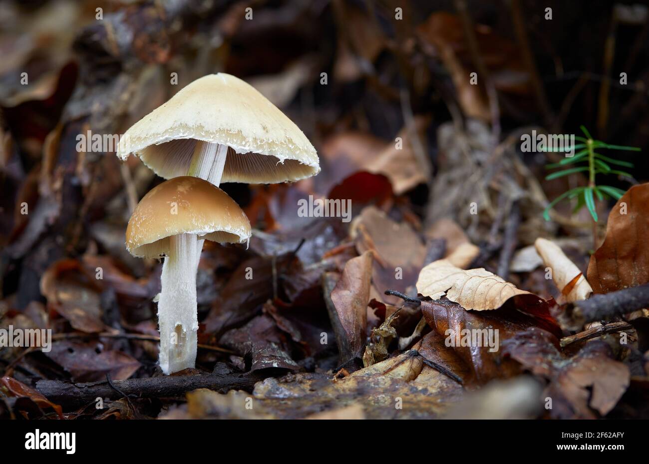 A fragile mushroom from the forests of Central Europe Stock Photo