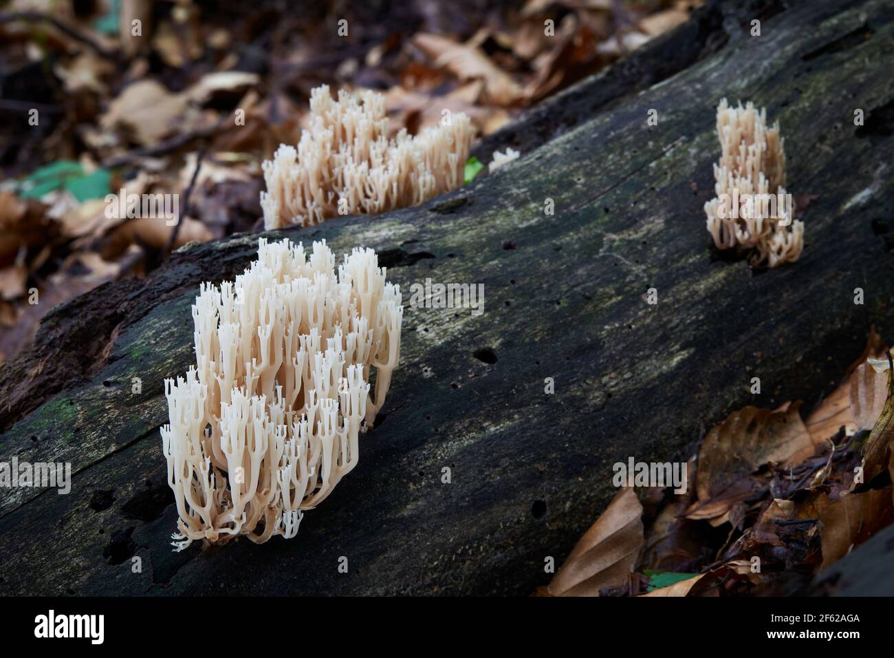 inedible fungus grows in forests, Central Europe, Artomyces pyxidatus Stock Photo
