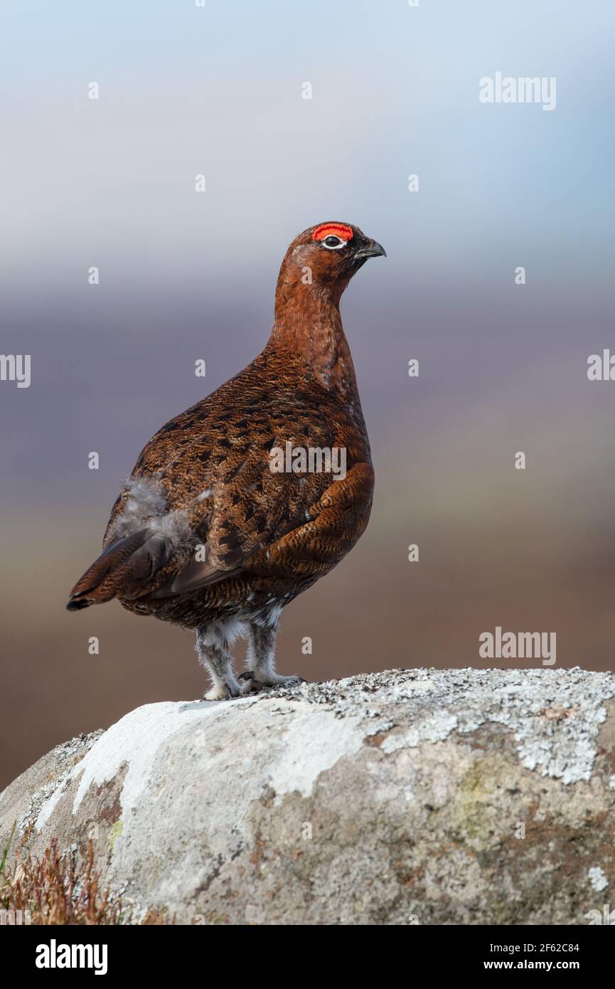 Red Grouse (Lagopus lagopus scotica) on a large gritstone boulder in the Peak District Stock Photo