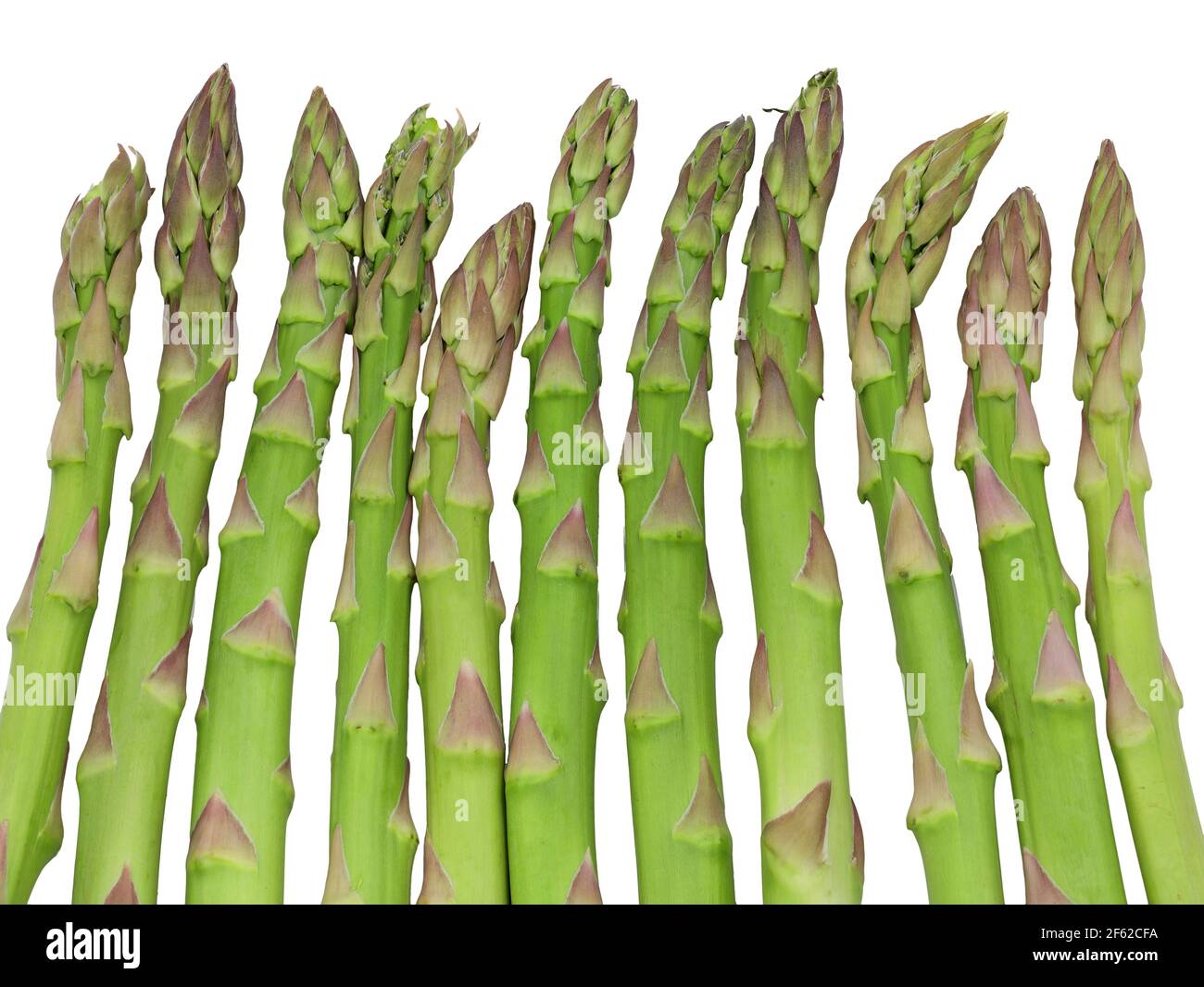 fresh green asparagus vertically next to each other isolated on white background, close up of asparagus spikes Stock Photo