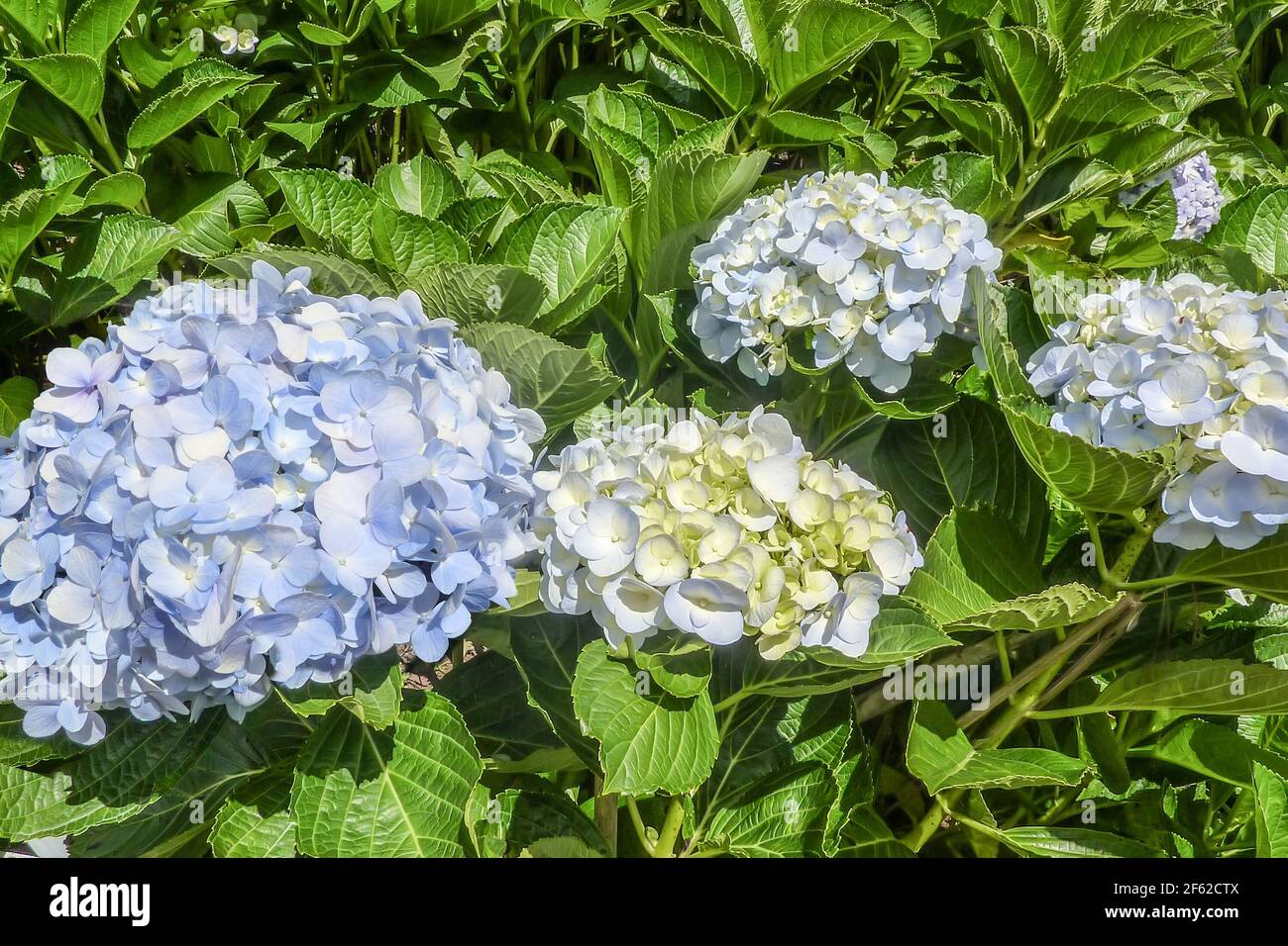 Blue Hortensia (Hydrangea macrophylla) flowers with green leaves on bush in the summer garden. Gentle light blue inflorescence of Hortensia in full bl Stock Photo