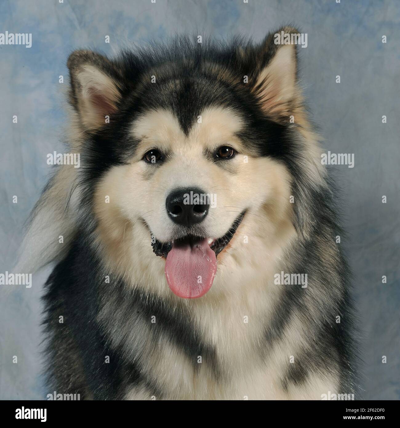 Alaskan malamute dog Stock Photo