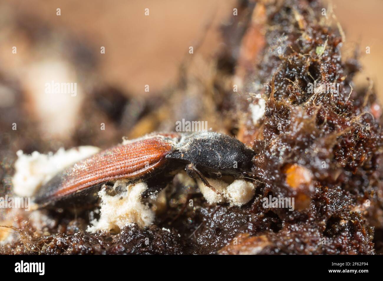 White muscardine disease (Beauveria bassiana) growing on a click beetle Stock Photo