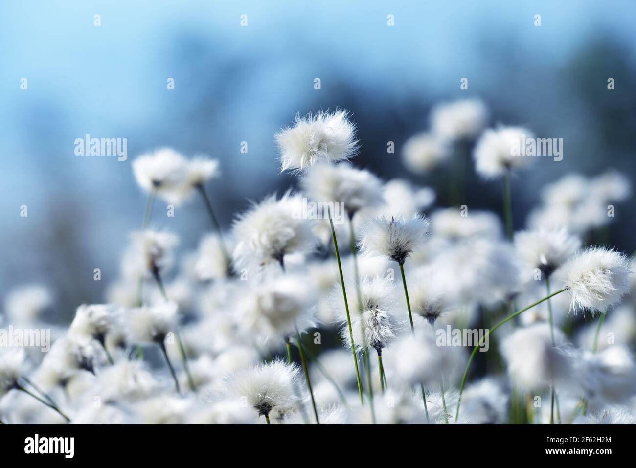 Flowering cotton grass close up. Arctic plant. Stock Photo